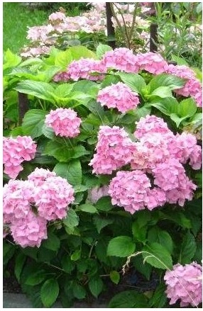 hortensia snoeien