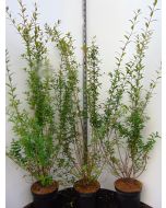 Ligusterhaag Ovalifolium