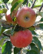 appelboom Malus Elstar