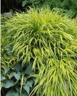 Hakonechloa macra ‘Aureola'