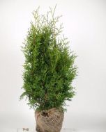 Coniferen thuja Brabant