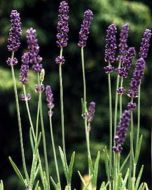 Lavendel planten