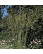 Molinia arundinacea 'Karl Foerster'