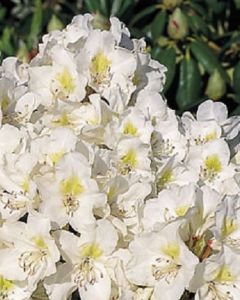Witte Rhododendron