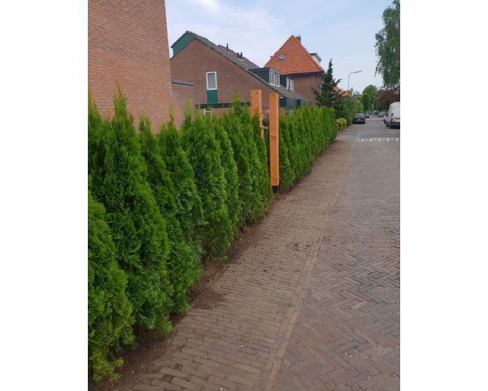 Conifeer thuja smaragd Kopen | TIP