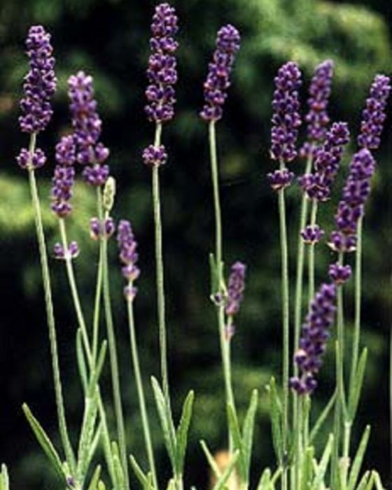 Lavendel planten Lekker | TIP