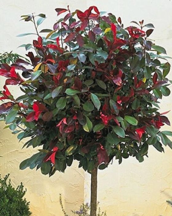 photinia_bol_op_stam.jpg