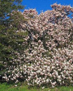 magnolia soulangeana