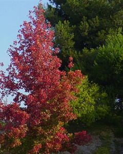 Liquidambar styraciflua Worplesdon