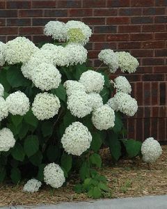 Hortensia annabelle strong