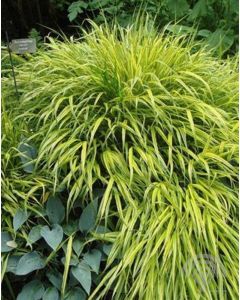 Hakonechloa macra ‘Aureola'