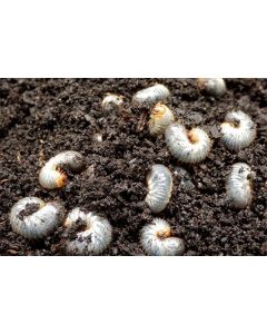 Aaltjes tegen engerlingen 5mln / 10m2