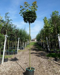 Acer platanoides bol