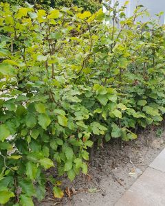 Groene beukenhaag