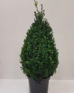 Buxus piramide