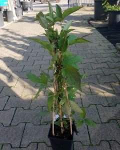 Clematis hagley hybrid