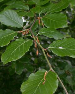 Groene Beukenboom