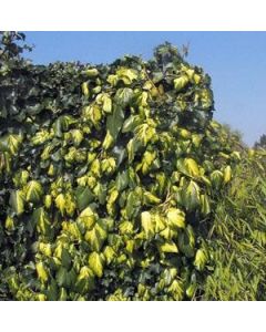 Hedera Colchica Sulphur Heart