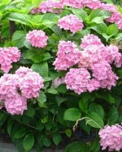 Roze Hortensia 