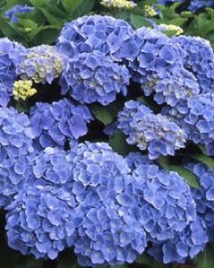 Blauwe Hortensia 