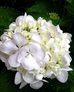 Hortensia-wit