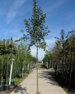 Malus evereste sierappel