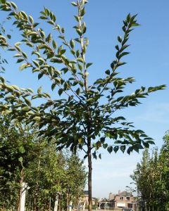 Kriekenboom Prunus