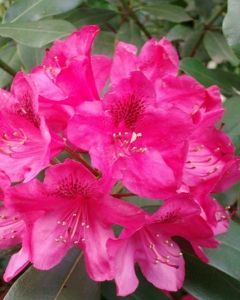 Roze Rhododendron
