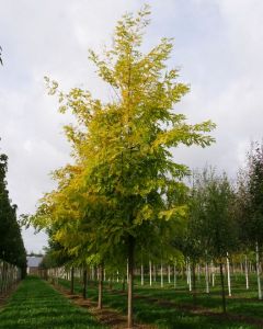 Acacia gele valse 