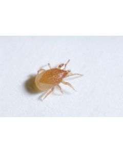 Roofmijt tegen bloedluis bij gevogelte 5.000 st.