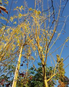 Salix sepulcralis 'Chrysocoma'
