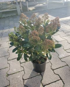 Skimmia japonica Rubella