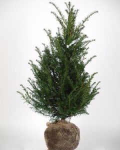 taxus-baccata
