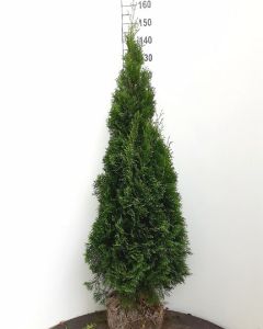 Coniferen thuja smaragd