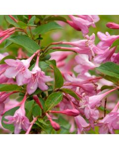Weigela florida 'Pink Princess'