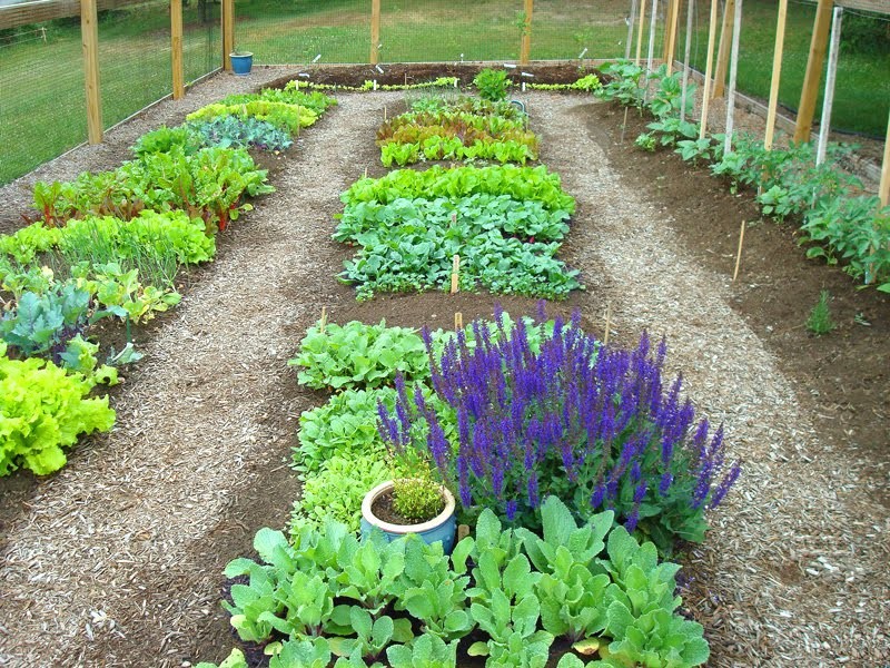 Tuintips Juni